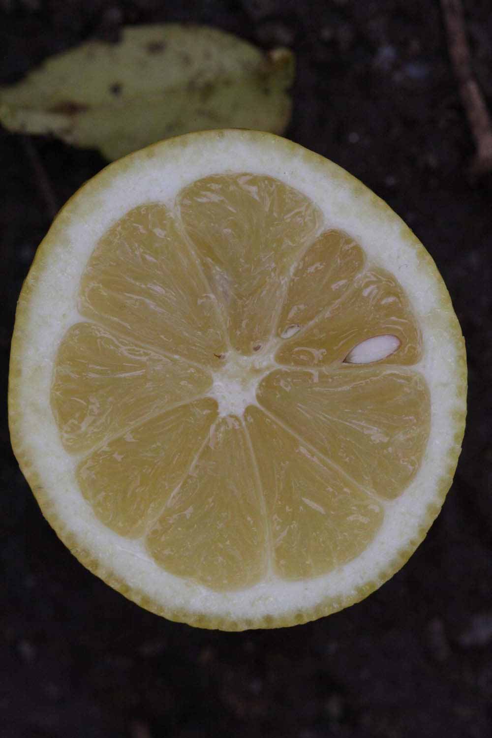              Fruit cross-section (Riverside, CA)       